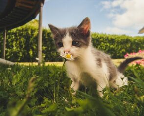 A Guide on Common Animal Health Issues for Pet Owners